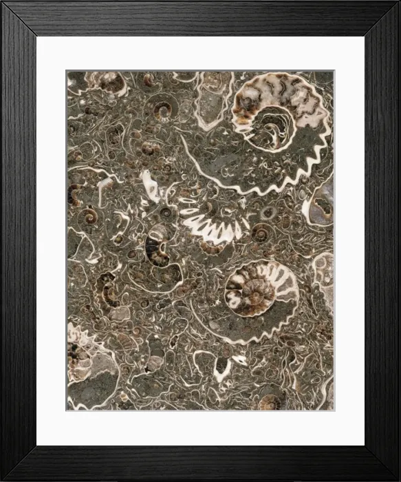 Framed Print : Ammonite marble Framed Print : Ammonite marble