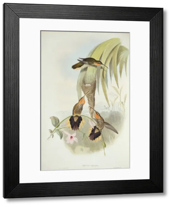 Framed Print : Ramphodon naevius, saw-billed hermit Framed Print : Ramphodon naevius, saw-billed hermit