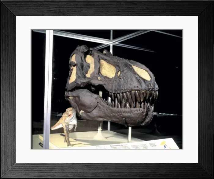 Framed Print : Tyrannosaurus rex Framed Print : Tyrannosaurus rex