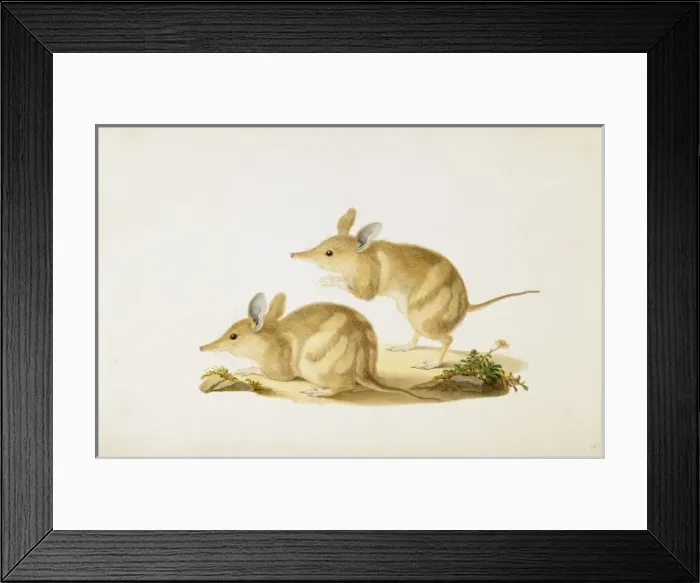 Framed Print : Perameles bougainville, barred bandicoot Framed Print : Perameles bougainville, barred bandicoot