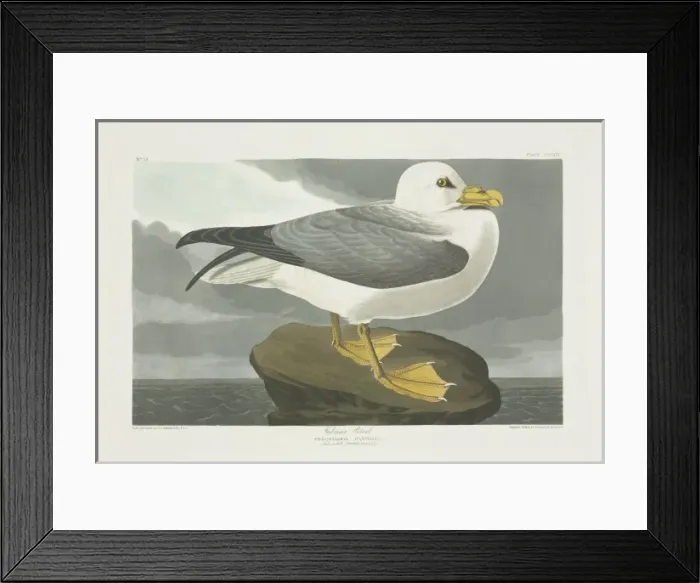 Framed Print : Fulmarus glacialis, northern fulmar Framed Print : Fulmarus glacialis, northern fulmar