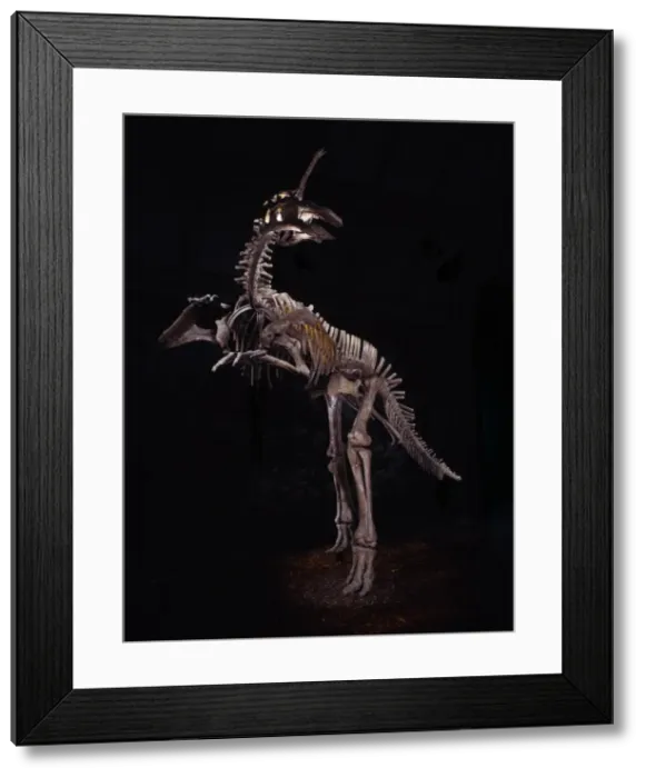 Framed Print : Tsintaosaurus Framed Print : Tsintaosaurus