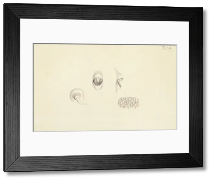 Framed Print : Plate 30a from Zoological drawings by Ferdinand Bauer Framed Print : Plate 30a from Zoological drawings by Ferdinand Bauer