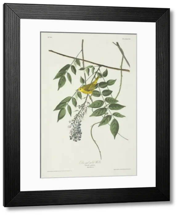 Framed Print : Dendroica petechia, yellow warbler Framed Print : Dendroica petechia, yellow warbler