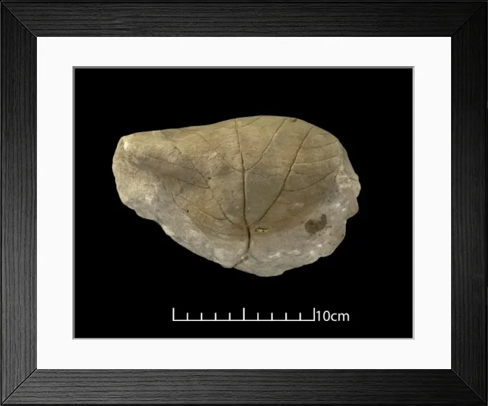 Framed Print : Credneria triacuminata Framed Print : Credneria triacuminata