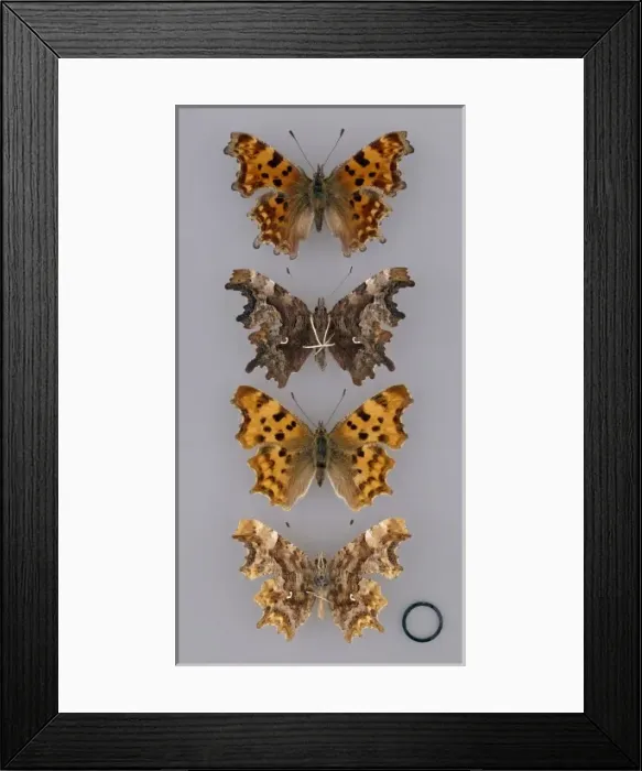 Framed Print : Comma, Polygonia c-album Framed Print : Comma, Polygonia c-album