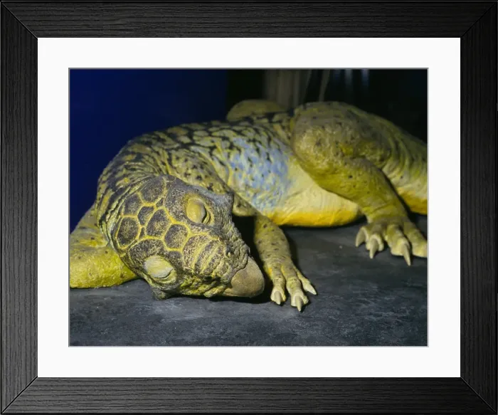 Framed Print : Psittacosaurus Framed Print : Psittacosaurus