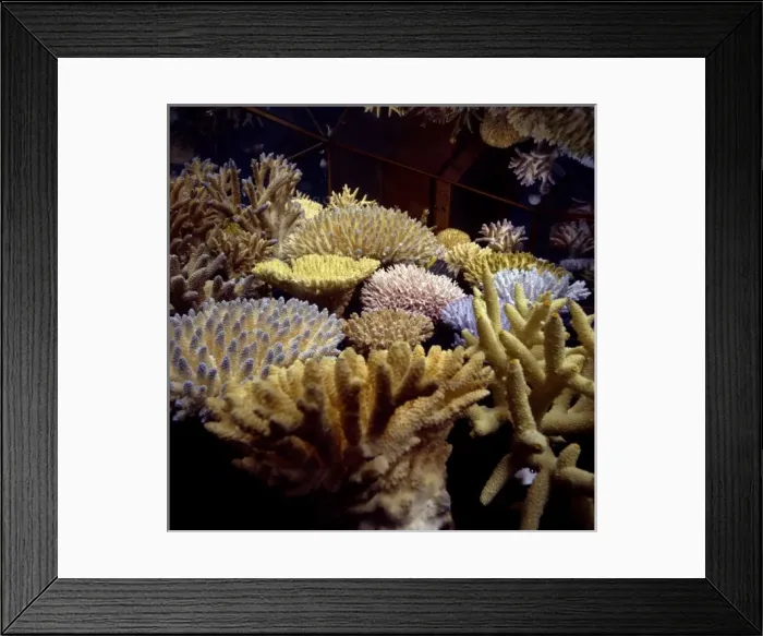 Framed Print : Coral collection Framed Print : Coral collection