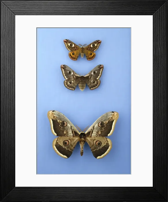 Framed Print : Moths of the family Saturniidae Framed Print : Moths of the family Saturniidae
