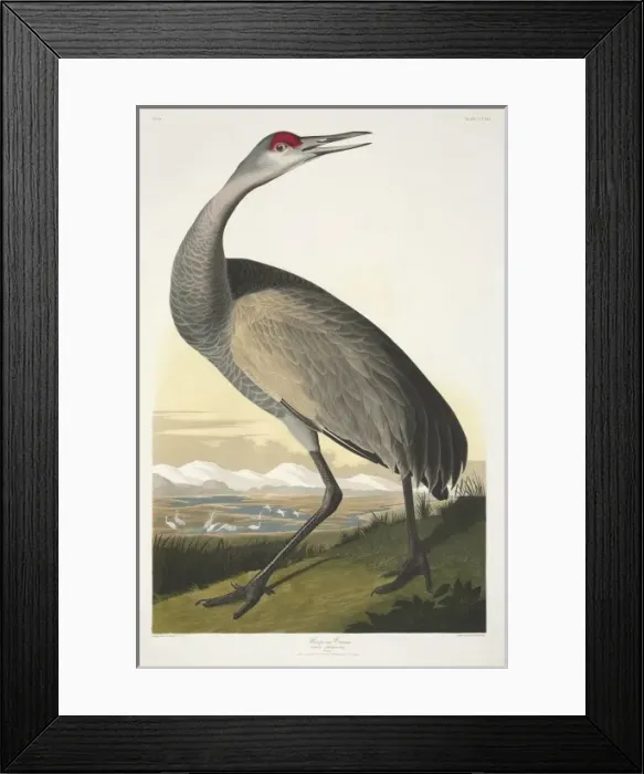 Framed Print : Grus canadensis, sandhill crane Framed Print : Grus canadensis, sandhill crane