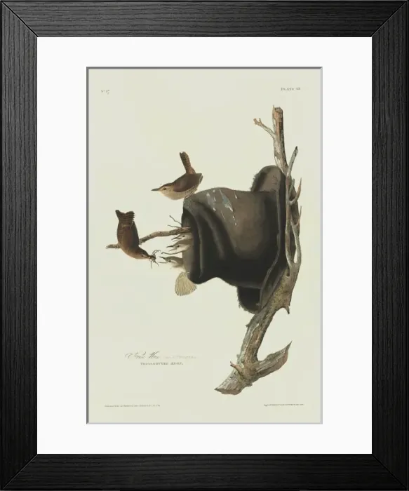 Framed Print : Troglodytes aedon, house wren Framed Print : Troglodytes aedon, house wren