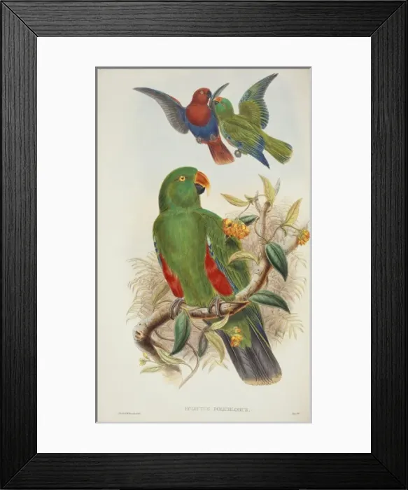 Framed Print : Eclectus roratus, eclectus parrot Framed Print : Eclectus roratus, eclectus parrot