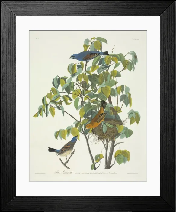 Framed Print : Passerina caerulea, blue grosbeak Framed Print : Passerina caerulea, blue grosbeak