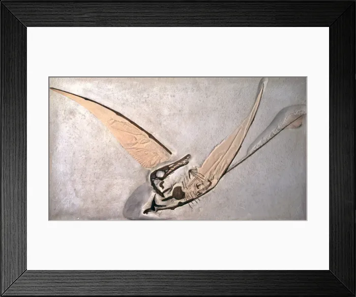 Framed Print : Rhamphorhynchus Framed Print : Rhamphorhynchus