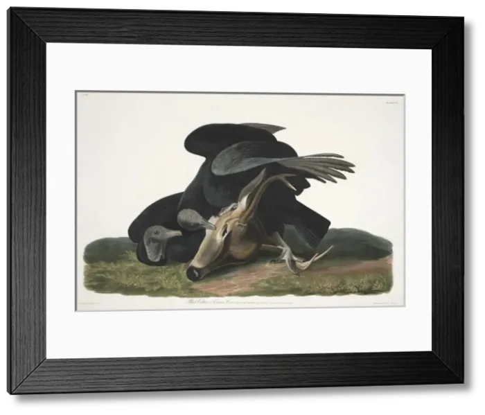 Framed Print : Coragyps atratus, black vulture Framed Print : Coragyps atratus, black vulture
