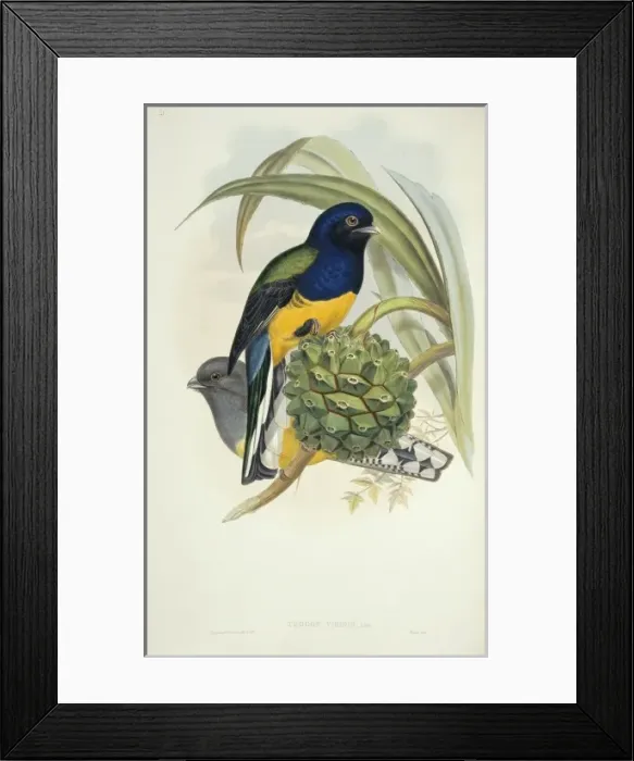 Framed Print : Trogon viridis, white-tailed trogon Framed Print : Trogon viridis, white-tailed trogon
