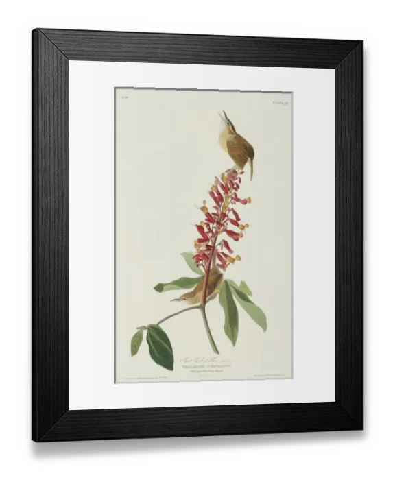 Framed Print : Thryothorus ludovicianus, Carolina wren Framed Print : Thryothorus ludovicianus, Carolina wren