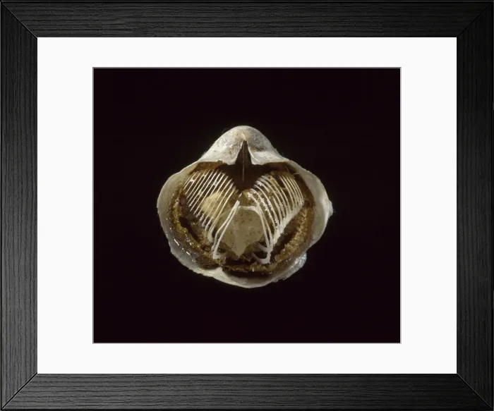 Framed Print : Silicified brachiopod Framed Print : Silicified brachiopod
