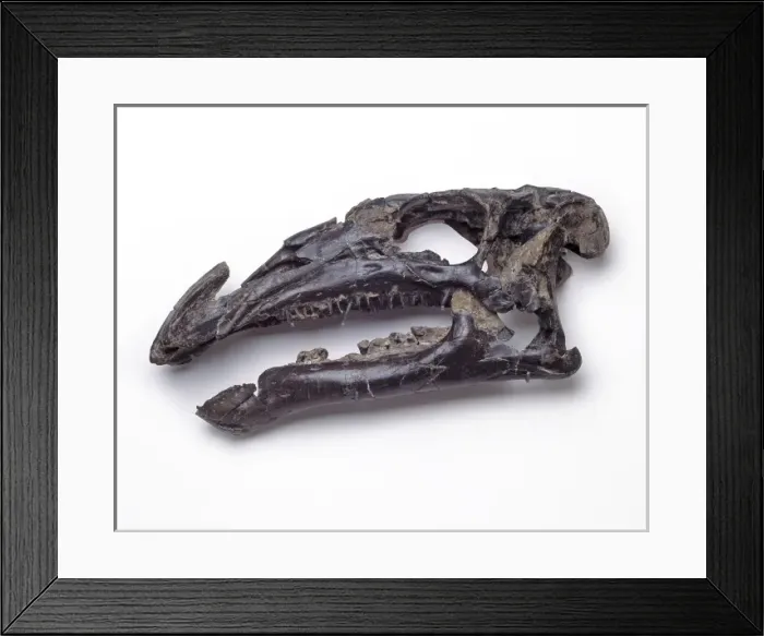Framed Print : Iguanodon atherfieldensis skull Framed Print : Iguanodon atherfieldensis skull