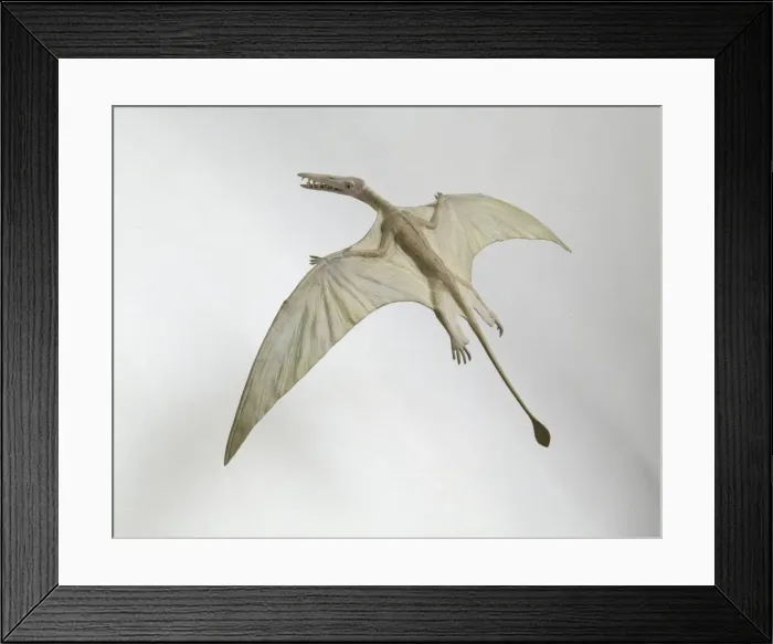 Framed Print : Rhamphorhynchus Framed Print : Rhamphorhynchus