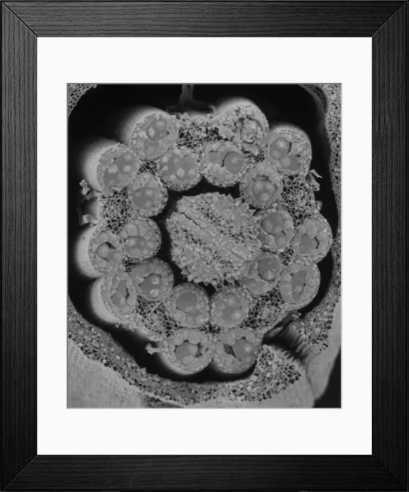 Framed Print : Fractured anther Framed Print : Fractured anther