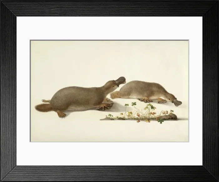 Framed Print : Ornithorhynchus anatinus, duck-billed platypus Framed Print : Ornithorhynchus anatinus, duck-billed platypus