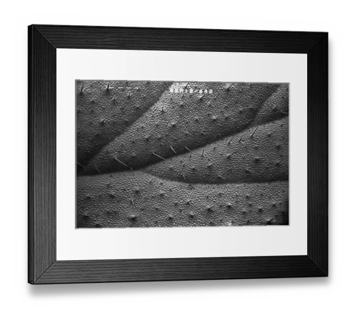 Framed Print : Pelargonium crispum, lemon geranium Framed Print : Pelargonium crispum, lemon geranium