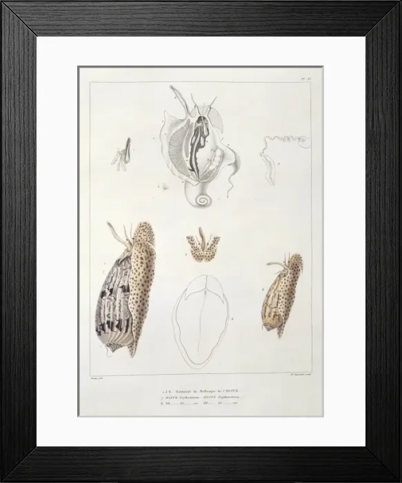 Framed Print : Oliva erythrostoma Framed Print : Oliva erythrostoma