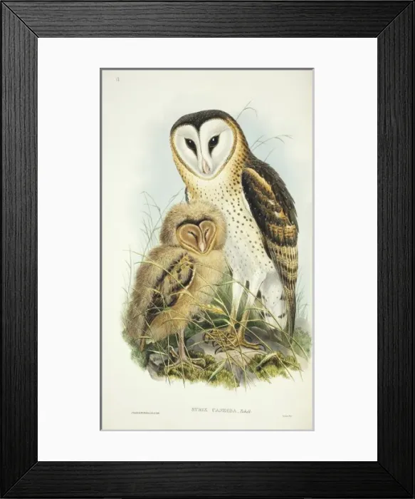 Framed Print : Tyto capensis, grass owl Framed Print : Tyto capensis, grass owl