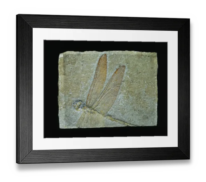 Framed Print : Cymatophlebia longialata, fossil dragonfly
