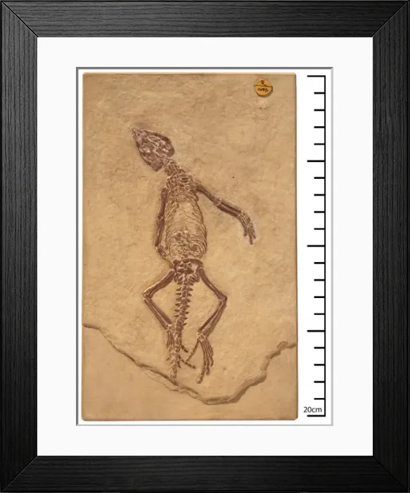 Framed Print : Homoeosaurus maximiliani Framed Print : Homoeosaurus maximiliani