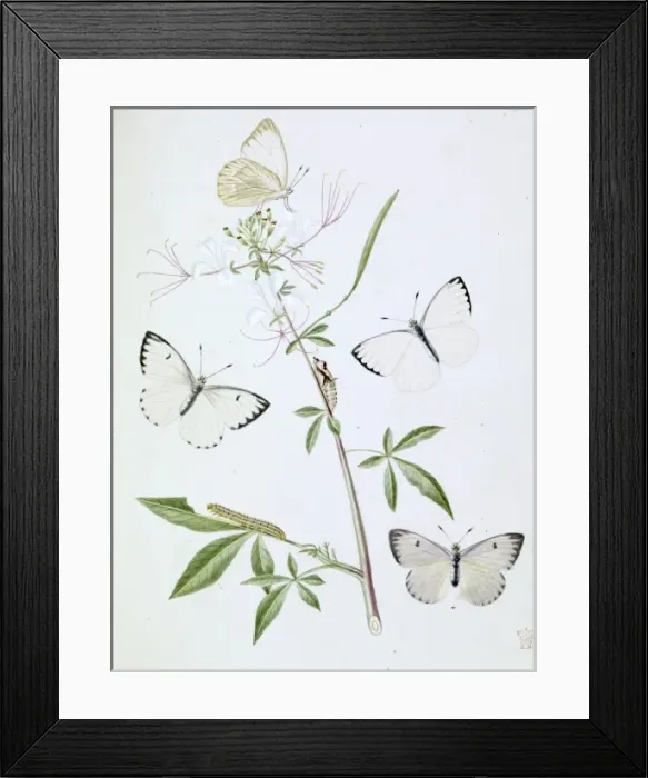 Framed Print : Papilio, white butterfly Framed Print : Papilio, white butterfly