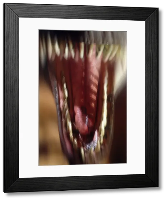 Framed Print : Tyrannosaurus rex Framed Print : Tyrannosaurus rex