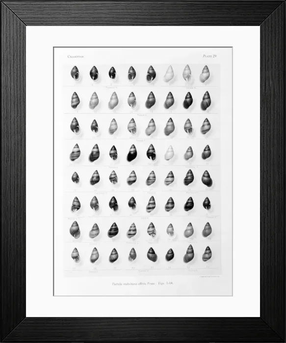 Framed Print : Partula affinis, P. otaheitana, French Polynesian tree snail Framed Print : Partula affinis, P. otaheitana, French Polynesian tree snail