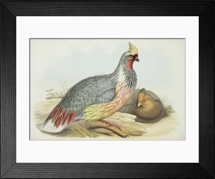 Framed Print : Ithaginis cruentus, blood pheasant Framed Print : Ithaginis cruentus, blood pheasant