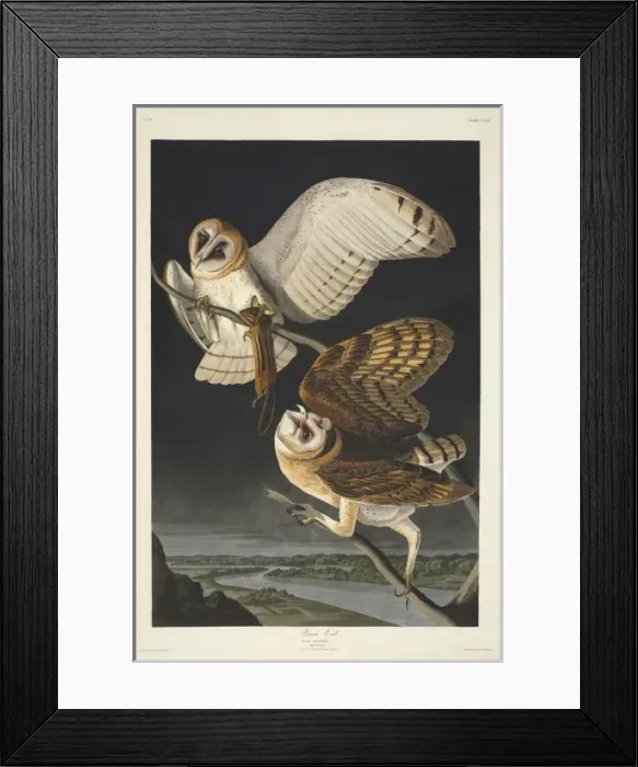 Framed Print : Tyto alba, barn owl Framed Print : Tyto alba, barn owl