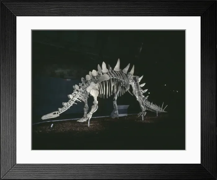 Framed Print : Tuojiangosaurus Framed Print : Tuojiangosaurus