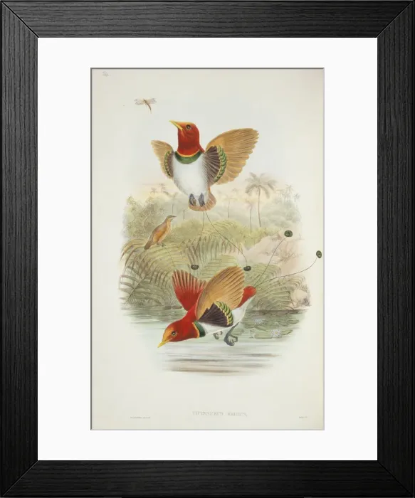 Framed Print : Cicinnurus regius, king bird-of-paradise Framed Print : Cicinnurus regius, king bird-of-paradise