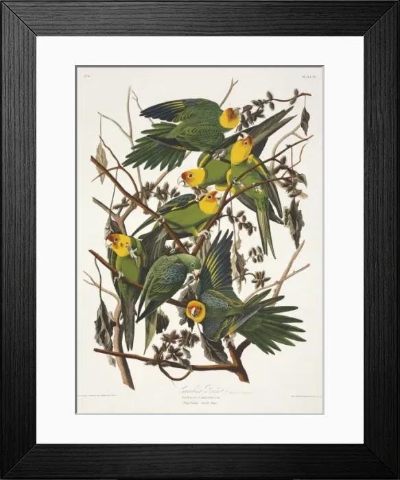 Framed Print : Conuropsis carolinensis, Carolina parakeet Framed Print : Conuropsis carolinensis, Carolina parakeet