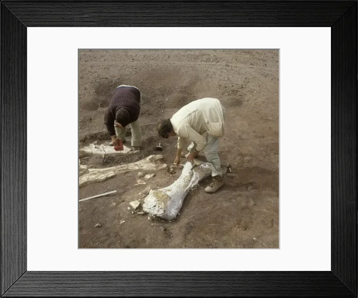 Framed Print : Dinosaur excavation, Niger 1988 Framed Print : Dinosaur excavation, Niger 1988