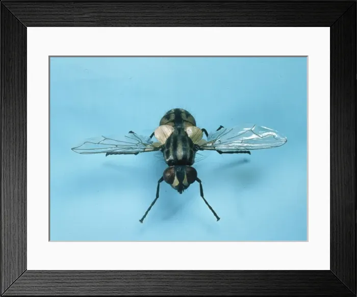 Framed Print : Musca domestica, house fly Framed Print : Musca domestica, house fly
