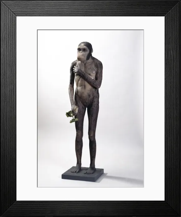 Framed Print : Australopithecus africanus Framed Print : Australopithecus africanus