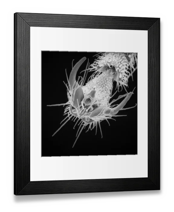 Framed Print : Lasius niger, black garden ant Framed Print : Lasius niger, black garden ant