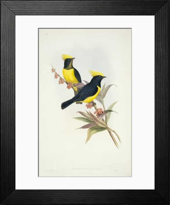 Framed Print : Melanochlora sultanea, sultan tit Framed Print : Melanochlora sultanea, sultan tit