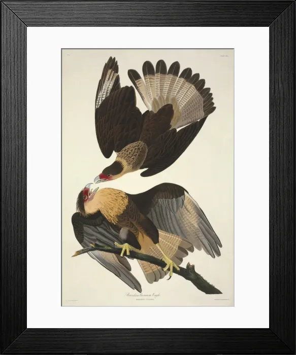 Framed Print : Caracara cheriway, crested caracara Framed Print : Caracara cheriway, crested caracara