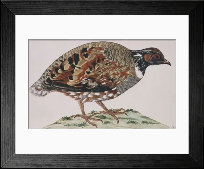 Framed Print : Arborophila torqueola, common hill partridge Framed Print : Arborophila torqueola, common hill partridge