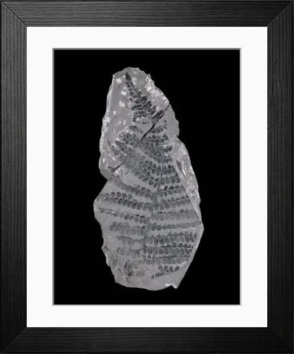 Framed Print : Neuropteris, seed fern Framed Print : Neuropteris, seed fern