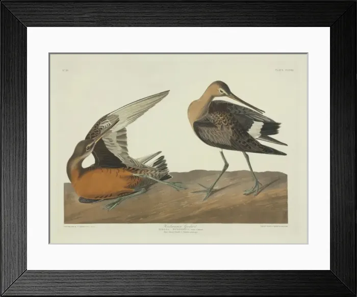 Framed Print : Limosa haemastica, Hudsonian godwit Framed Print : Limosa haemastica, Hudsonian godwit