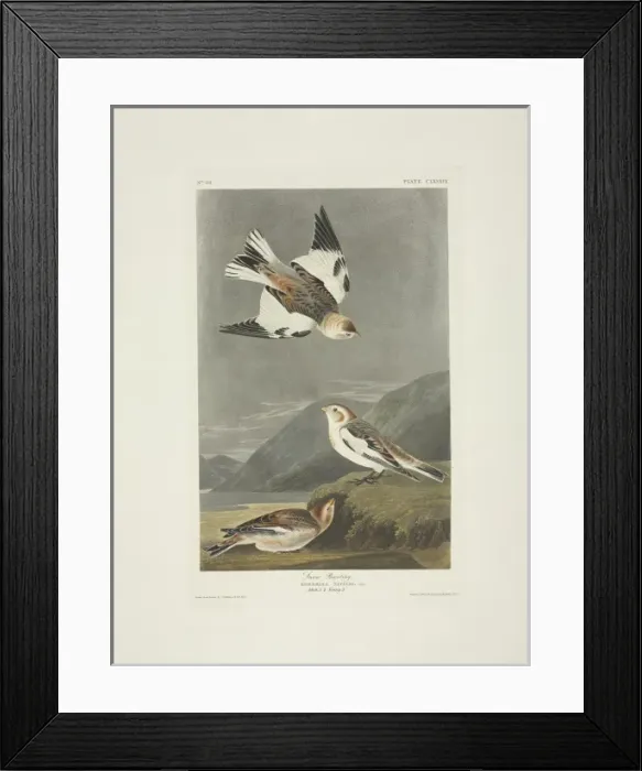 Framed Print : Plectrophenax nivalis, snow bunting Framed Print : Plectrophenax nivalis, snow bunting