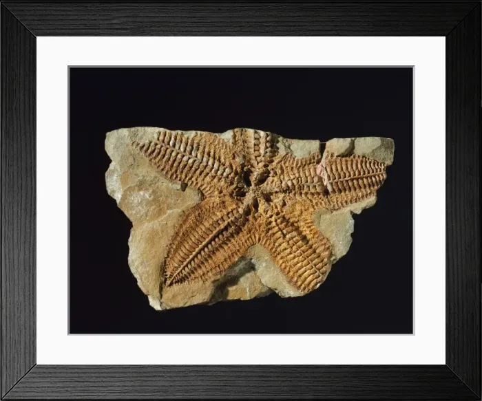 Framed Print : Platanaster ordovicus, starfish Framed Print : Platanaster ordovicus, starfish